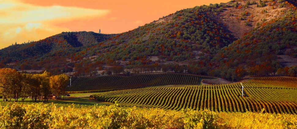 Um em cada 10 vitivinicultores dos Estados Unidos cogita vender suas terras