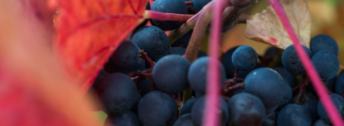O papel da uva na qualidade do vinho
