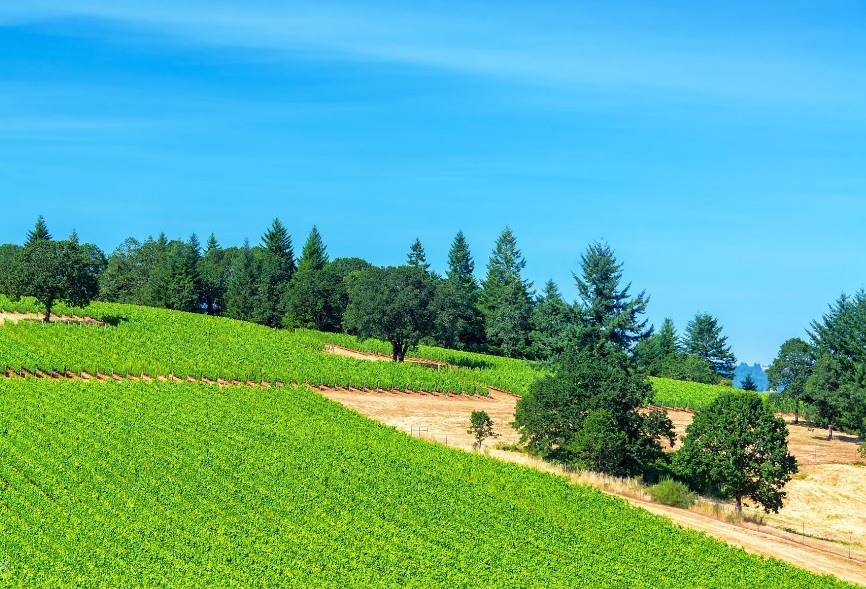 Aquecimento global faz Inglaterra voltar a produzir espumantes - Planeta  Verde