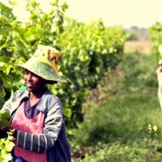 Rift Valley Wines