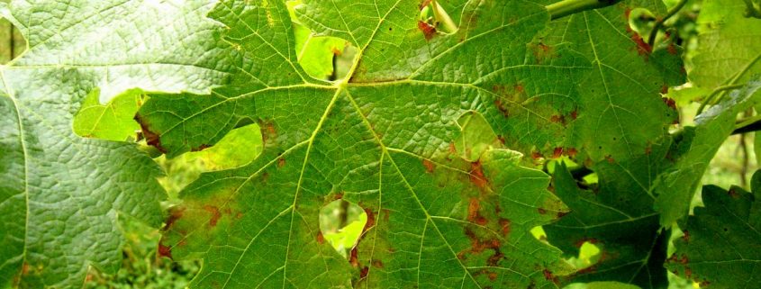 O Míldio: o mais temível dos parasitas da uva