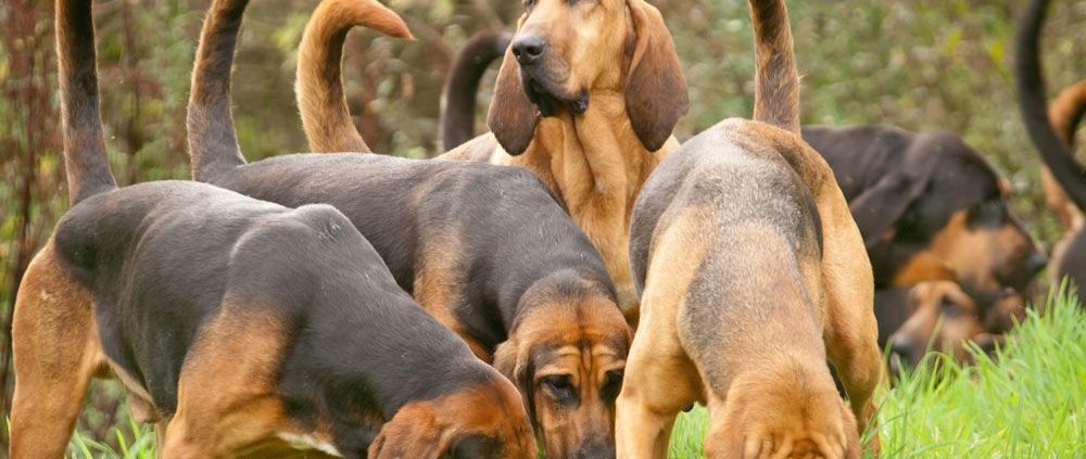 Vinícola aposta em cães farejadores para evitar praga